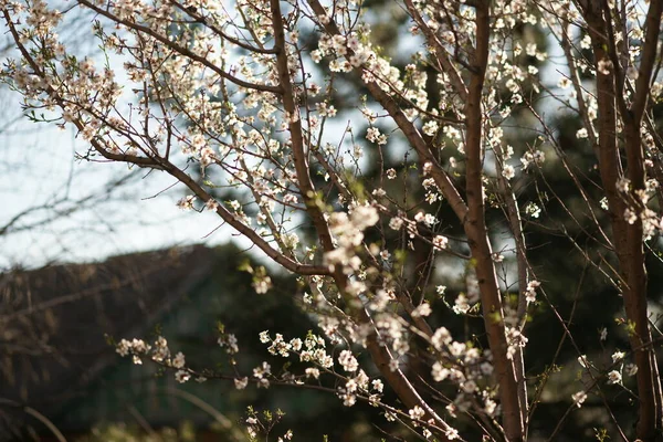 Árbol Entre Grandes Hermosas Flores Blancas — Foto de Stock