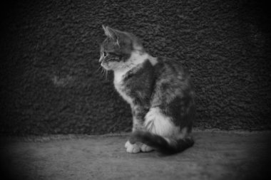 Kedi dışarıda oturuyor, tatlı kedicik rahatla, bw fotoğraf, kenar görüş