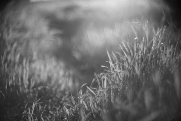 Herbe Fraîche Poussent Dans Champ Printemps Vue Côté Espace Copie — Photo