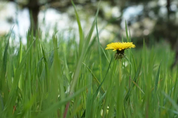 春の庭に咲く黄色いタンポポの花緑豊かな草 サイドビュー クローズアップ — ストック写真
