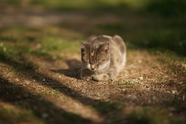 Cute Ash Kitty Schlafen Garten Haustierporträt Katze Entspannt Freien — Stockfoto