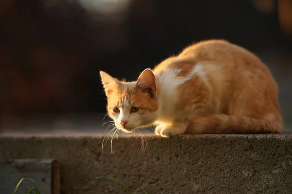 Kızıl Kedi Pusuda Bekliyor Bahçedeki Birine Bakıyor — Stok fotoğraf