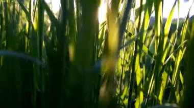 Meraklı beyaz kedi ağaçta avlanır. Evcil bir kedinin portresi.