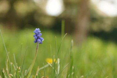 Bahar bahçesinde yeşil çimenli yuvarlak çiçek açan küçük mavi çiçek.