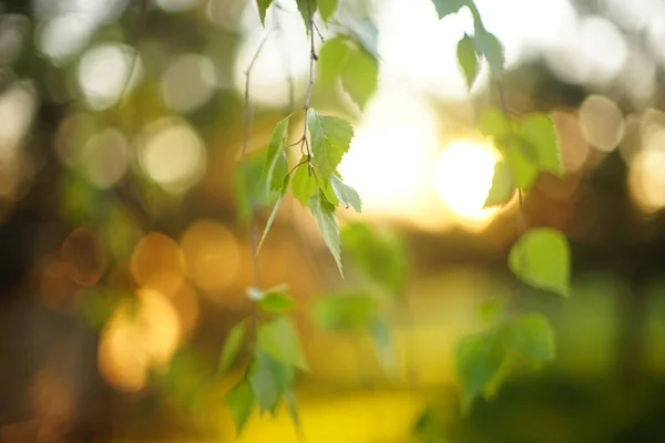 Junge Birkenblätter Auf Den Ästen Frühlingsgarten Mit Sonne Bei Sonnenuntergang — Stockfoto