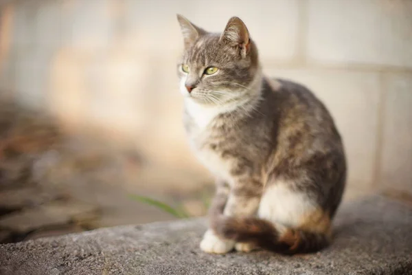 石の床の上に座っているトリコロール灰キティ屋外 猫リラックス サイドビュー — ストック写真