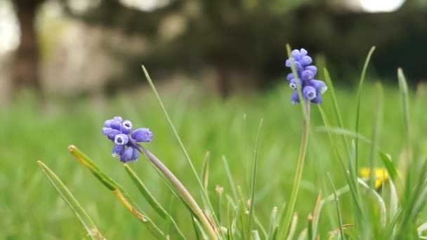 Két kis kék virág kerek virághagymákkal nő a tavaszi kertben — Stock videók