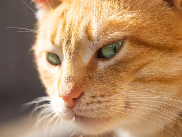 Niedliche Ingwerkatze Blickt Interessiert Auf Die Seite — Stockfoto