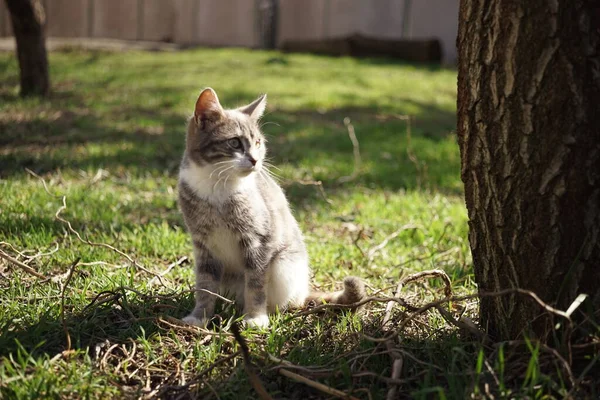 かわいい灰子猫は日当たりの良い庭の緑の草の上に座って — ストック写真