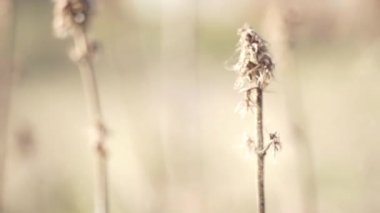 Bulanık sonbahar alan arka planında kuru sonbahar bitkileri.
