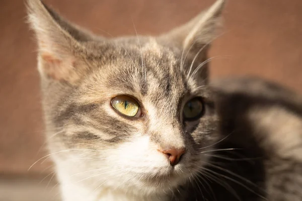 Lovely Ash Cat Face Closeup Sunny Day — Stock Photo, Image