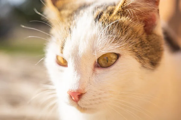 Vit Katt Ansikte Närbild Sommar Trädgård — Stockfoto