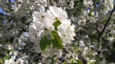 Güneşli bir bahçede çiçek açan ağaç, bir sürü beyaz çiçekli dallar.