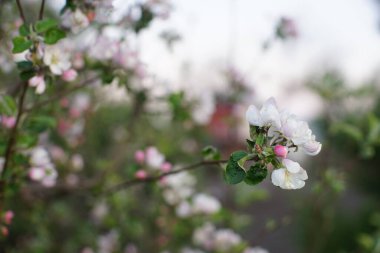 Bahar bahçesindeki dalda çiçek açan elma ağacı çiçekleri.