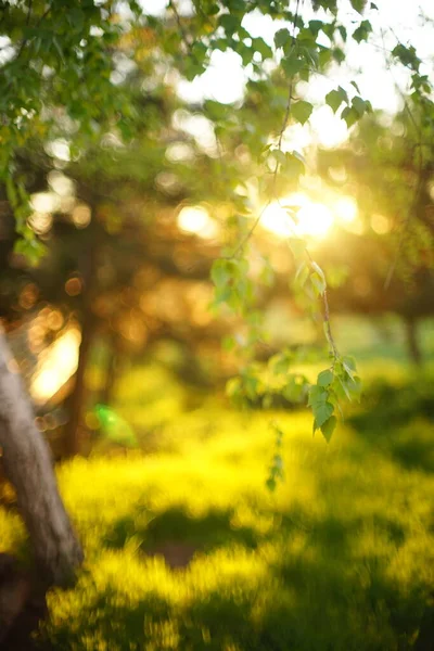 Junge Birkenblätter Auf Den Zweigen Frühlingsgarten Bei Sonnenuntergang — Stockfoto