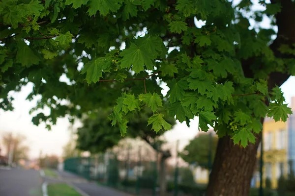 근처에서 자라는 초록빛 단풍나무 — 스톡 사진