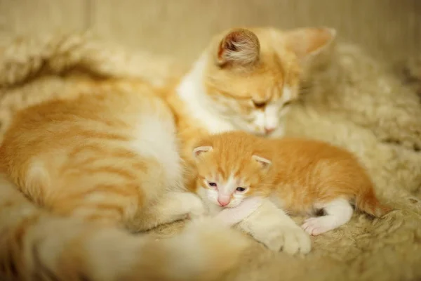 Newborn Kitten Lies Cat Paw Blanket Nanny Cat Two Cats — Stock Photo, Image
