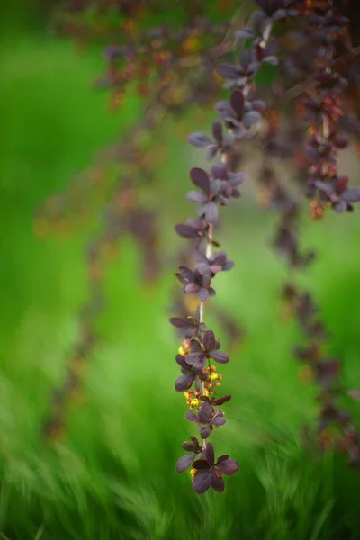 Bahar Bahçesinde Küçük Mor Yapraklı Böğürtlen Çalısı Sarı Çiçekler Yetişir — Stok fotoğraf