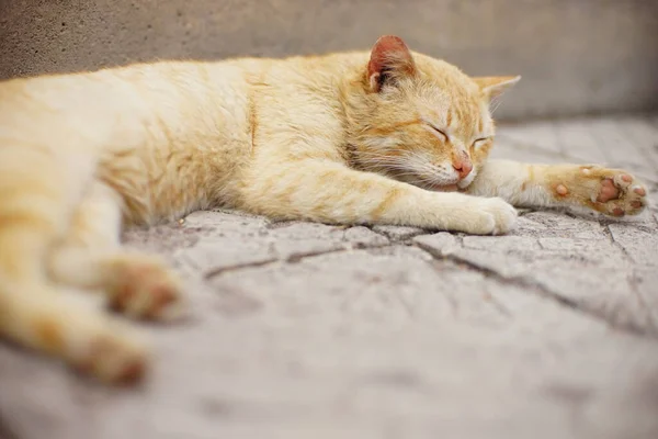 Lovely ginger cat sleep on a stone floor near the fence in a spring day