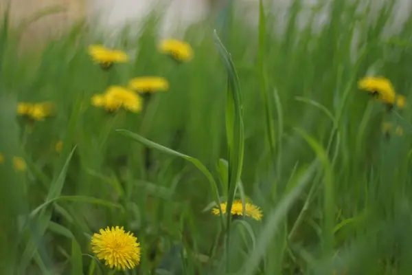 春の緑の草に咲く黄色いタンポポの花 — ストック写真