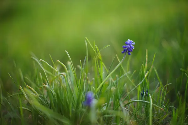 Μικρά Μπλε Λουλούδια Φυτρώνουν Στον Κήπο Της Άνοιξης — Φωτογραφία Αρχείου