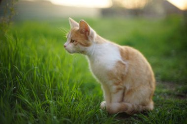 Şirin kızıl kedi bahar bahçesinde oturuyor..