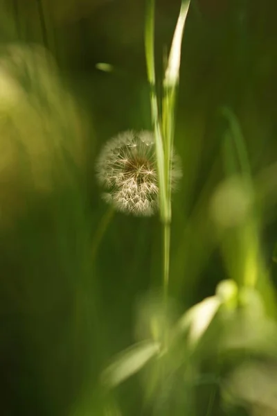 Ronde Pluizige Paardebloem Groeien Groen Gras — Stockfoto