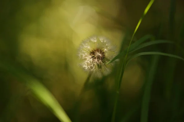 Пушистый Цветок Одуванчика Растет Зеленой Траве — стоковое фото