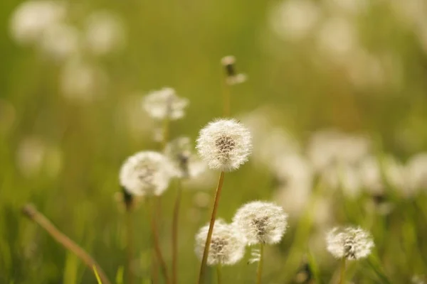 Fluffy Dandelion Flowers Grow Spring Garden Side View — Stock Photo, Image