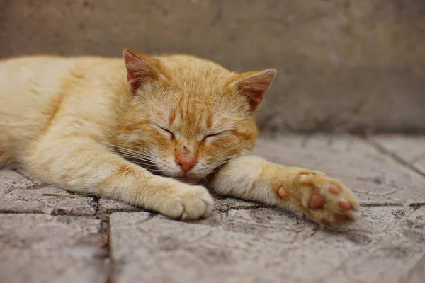 Lovely ginger cat sleep on a stone floor outdoors in a spring day