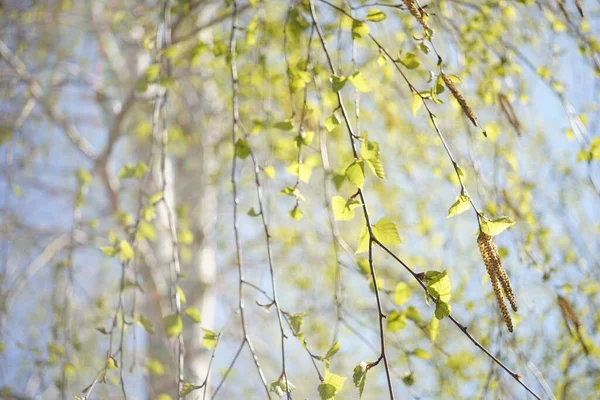Березове Дерево Молодим Листям Гілках Природний Розмитий Фон Стовбуром — стокове фото