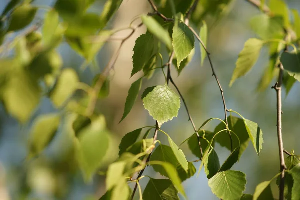 Зелене Листя Берези Гілках Природний Розмитий Фон — стокове фото