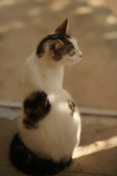 Increíblemente Hermoso Blanco Manchado Gato Retrato Aire Libre — Foto de Stock