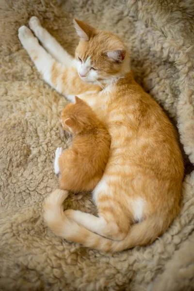 Рыжая Кошка Новорожденный Котенок Спят Объятиях Крупным Планом — стоковое фото