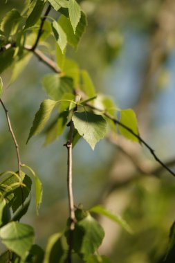 Genç huş ağacı dallarda yaprak bırakır..