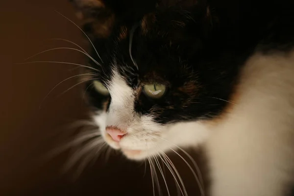 Schattig Tricolor Kat Portret Close Zijaanzicht — Stockfoto