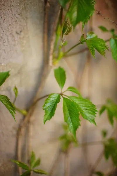 Свіжі Зелені Листя Винограду Ростуть Біля Стіни — стокове фото