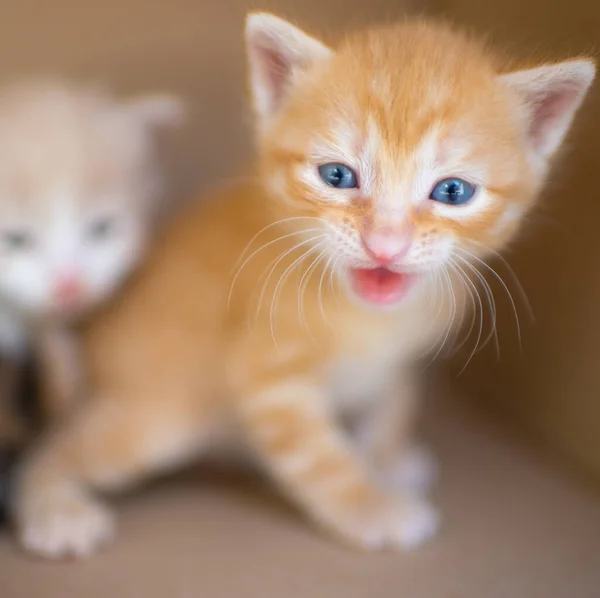 Gember Wit Pasgeboren Medue Kitten Portret Grappige Huisdieren — Stockfoto