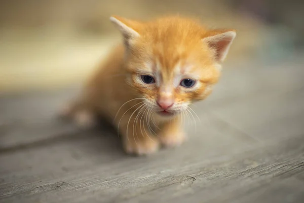 Gatinho Recém Nascido Vermelho Caminhar Chão Madeira — Fotografia de Stock