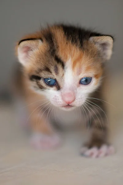 Lindo Tricolor Recién Nacido Gatito Primer Plano Retrato Cama —  Fotos de Stock