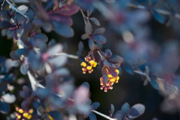 Berberitzenstrauch Mit Kleinen Gelben Blüten Wächst Einem Sonnigen Frühlingsgarten — Stockfoto