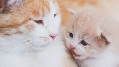 Sevimli yeni doğmuş kedi ve kedi gülümseyerek konuşuyor.