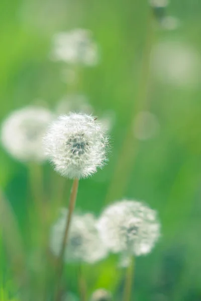 Fluffy Dandelion Flowers Grow Spring Garden Side View Selective Focus — Stock Photo, Image