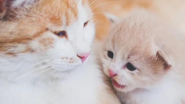 Niedliche Neugeborene Kätzchen Und Katze Sprechen Mit Einem Lächeln — Stockfoto