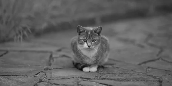 孤独地坐在路上的猫 — 图库照片