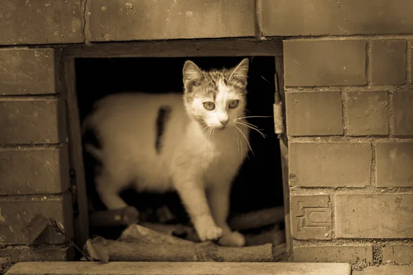 Evsiz beyaz kedi bodrum penceresinden dışarı bakıyor..