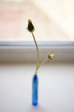 Kapalı karahindiba çiçekleri beyaz pencere eşiğinde ince bir vazoda