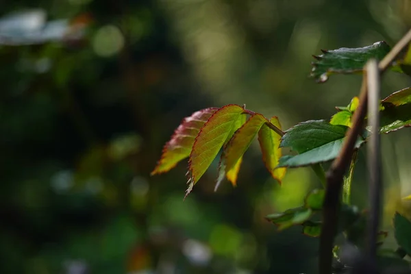 Hojas Verdes Oscuras Frescas Flor Rosa Rama Crecen Jardín Soleado — Foto de Stock