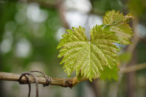 Hojas Uva Jóvenes Crecen Jardín Primavera —  Fotos de Stock