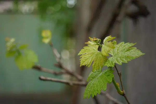 Jovens Folhas Uva Verde Cresce Jardim Primavera — Fotografia de Stock